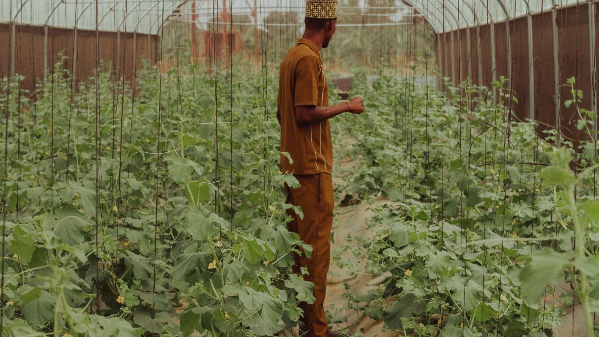 A man inspects the growth of plants in a modern greenhouse in Zaria, Nigeria.
