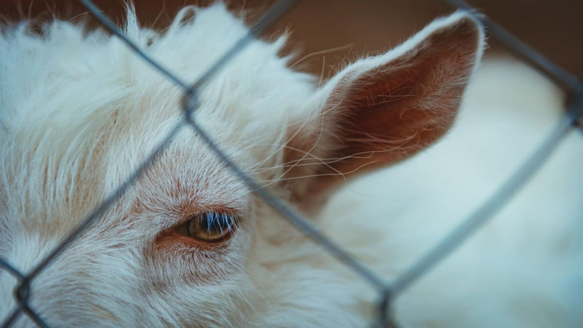 A detailed close-up view of a white goat's face peering through a metal fence.