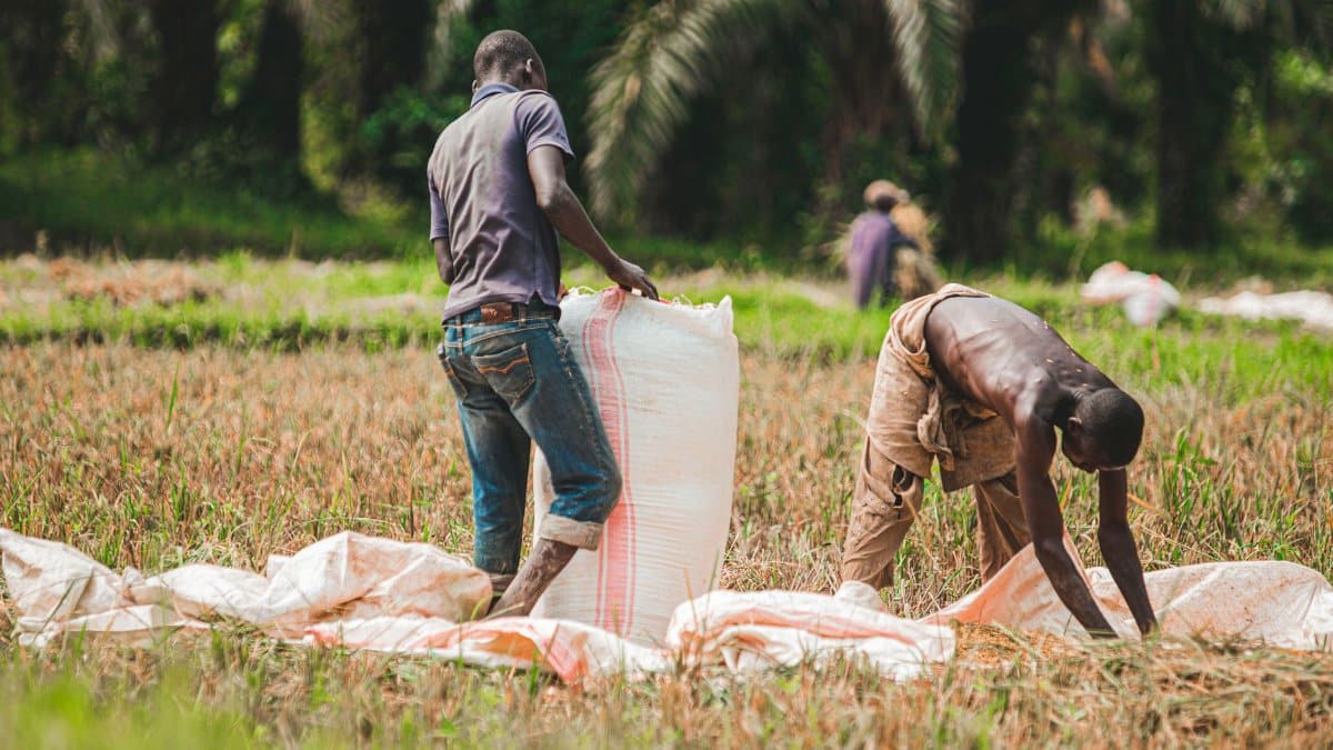 Two men harvesting rice in a lush green field, vibrant and hardworking scene.