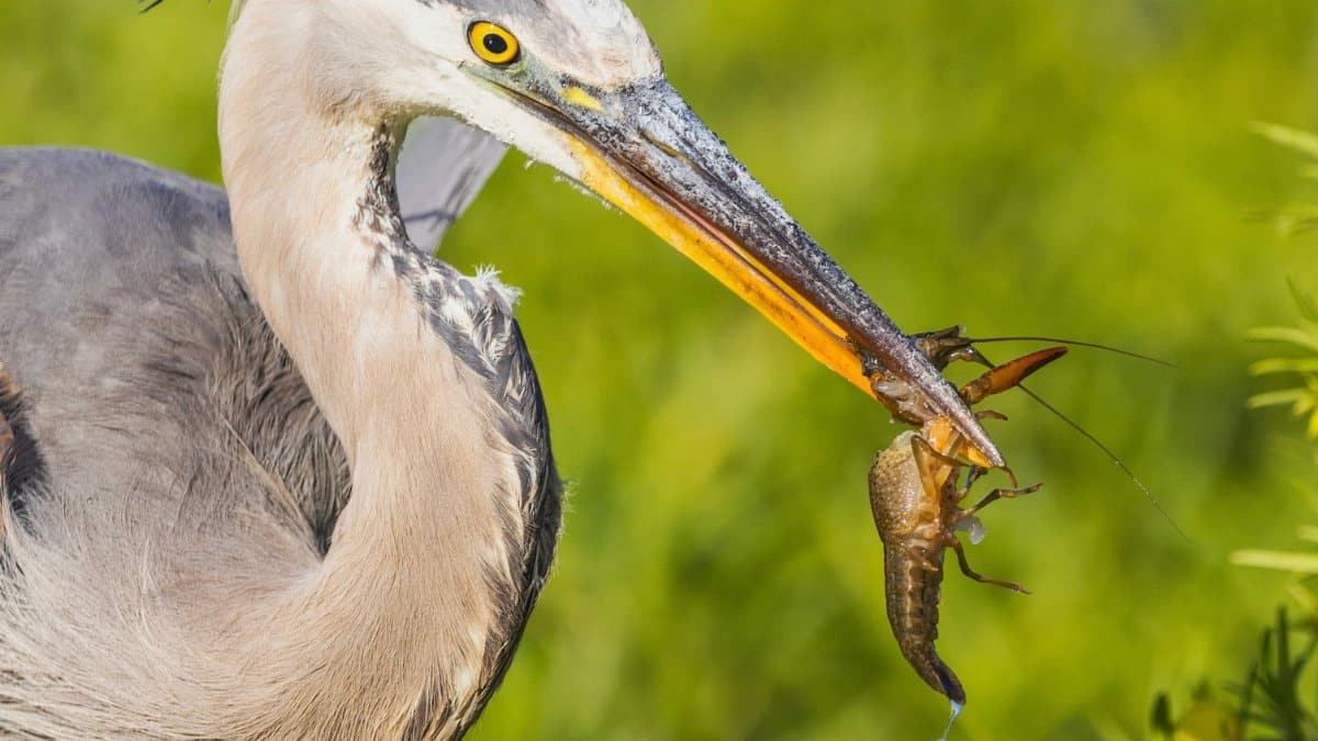 A gray heron with a crayfish in its beak, captured in bright natural light.