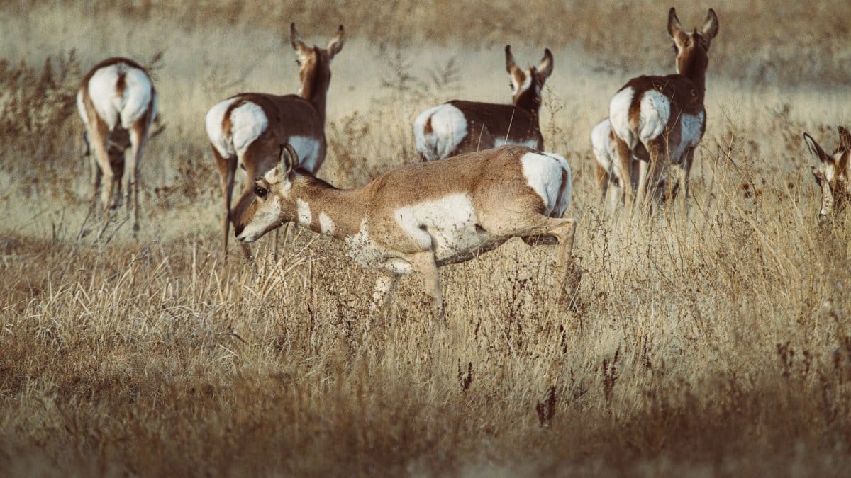 Herd of pronghorn antelopes grazing in a grassland field, showcasing wildlife behavior.