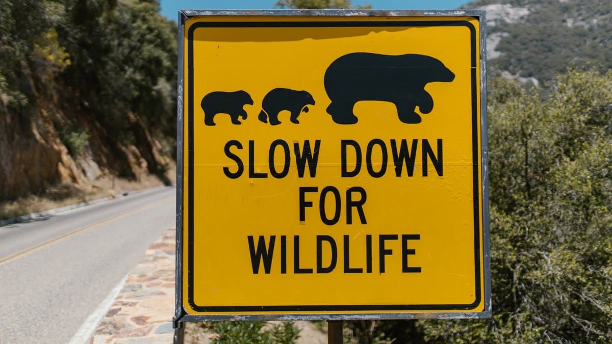 A yellow warning sign urging drivers to slow down for wildlife near a scenic road.