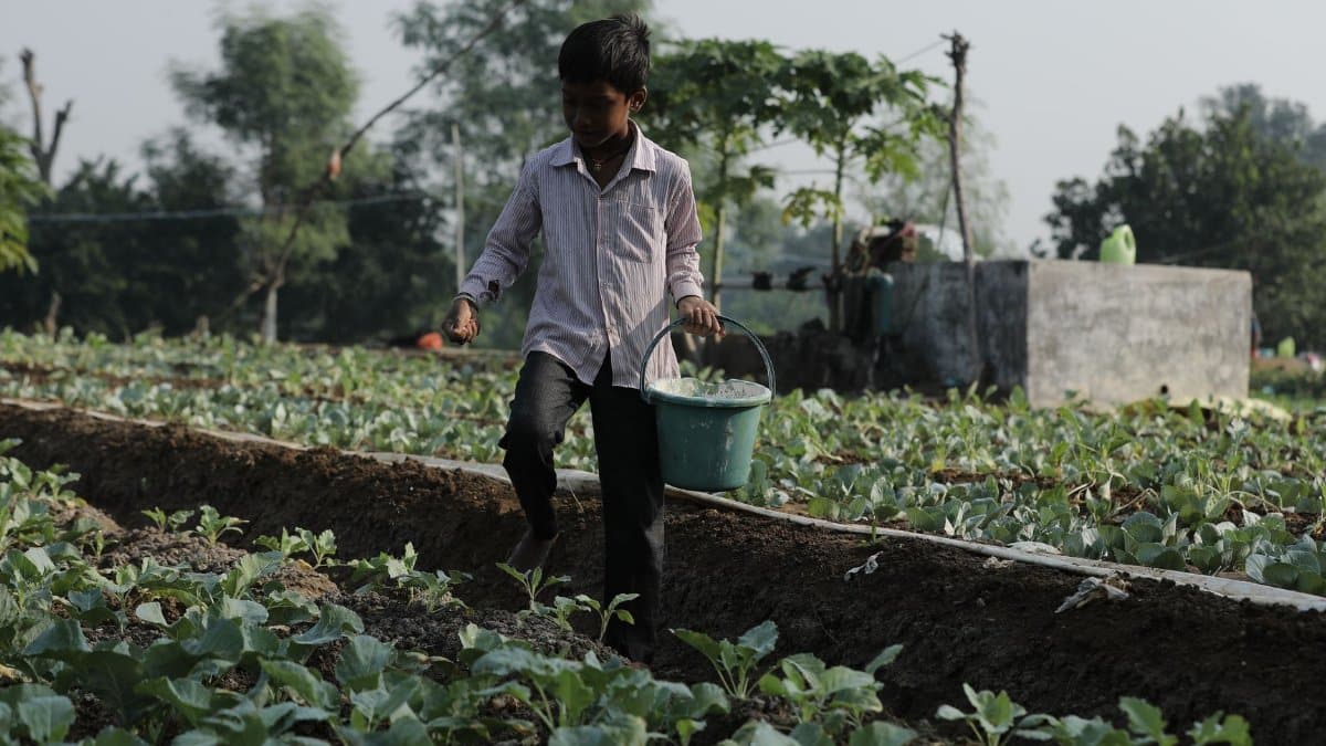 A young boy works on a vegetable farm in Mungeli, highlighting rural life and agriculture.