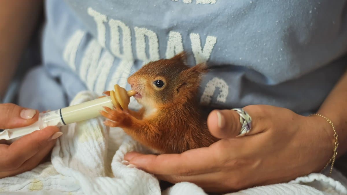 A baby squirrel being gently fed with a syringe by a caring person, fostering wildlife.