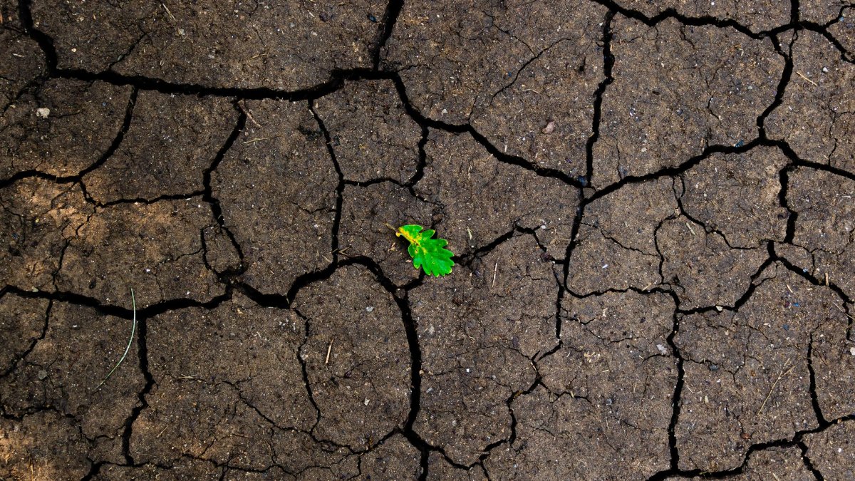 A vibrant green leaf amidst cracked, dry soil, symbolizing resilience and hope in nature.