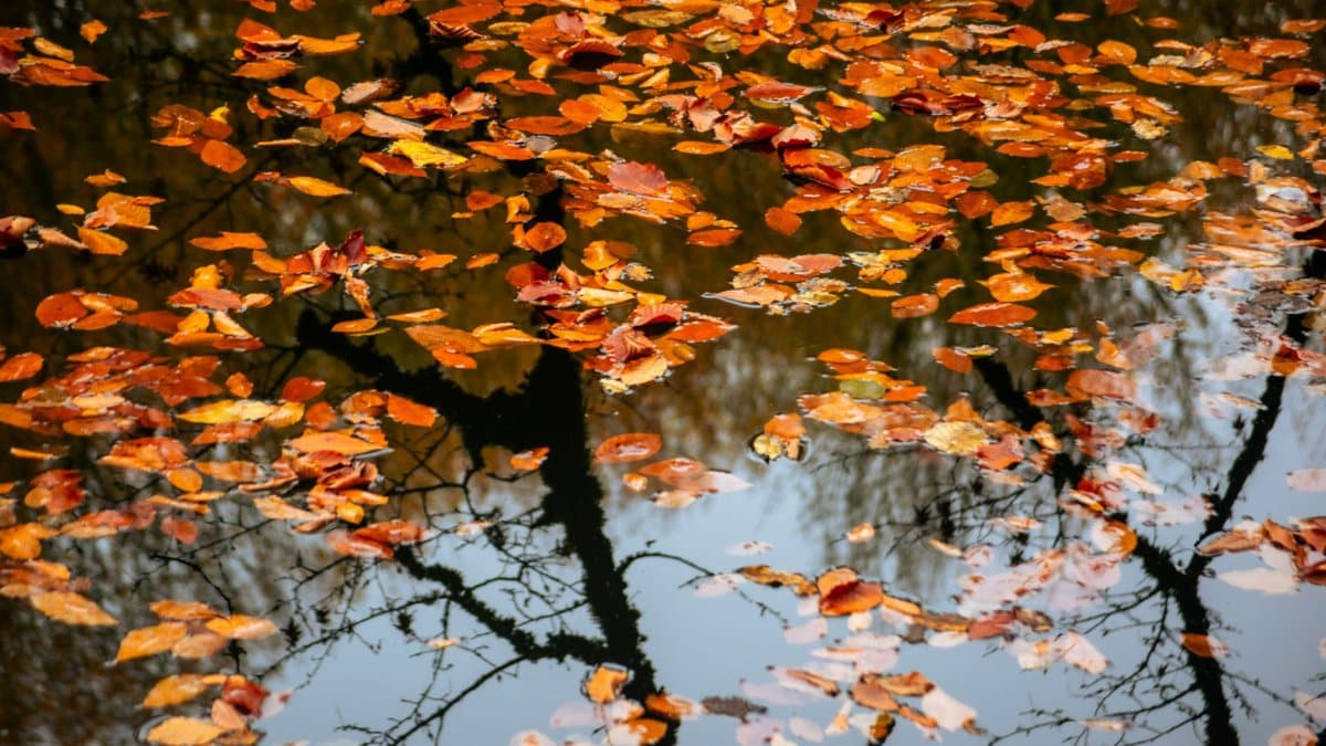 Orange autumn leaves floating on water with tree reflections, creating a serene scene.
