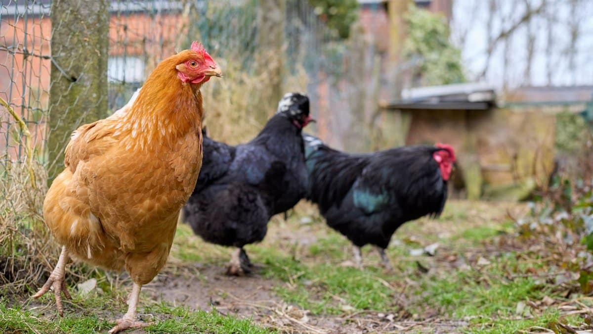 A group of chickens roaming freely in a rural backyard with natural surroundings.