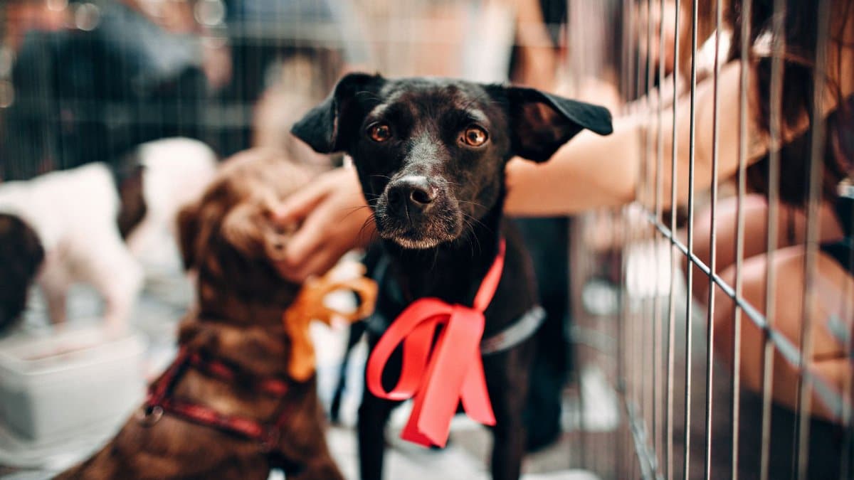 Cute black dog with red ribbon in animal shelter, symbolizing hope and rescue.