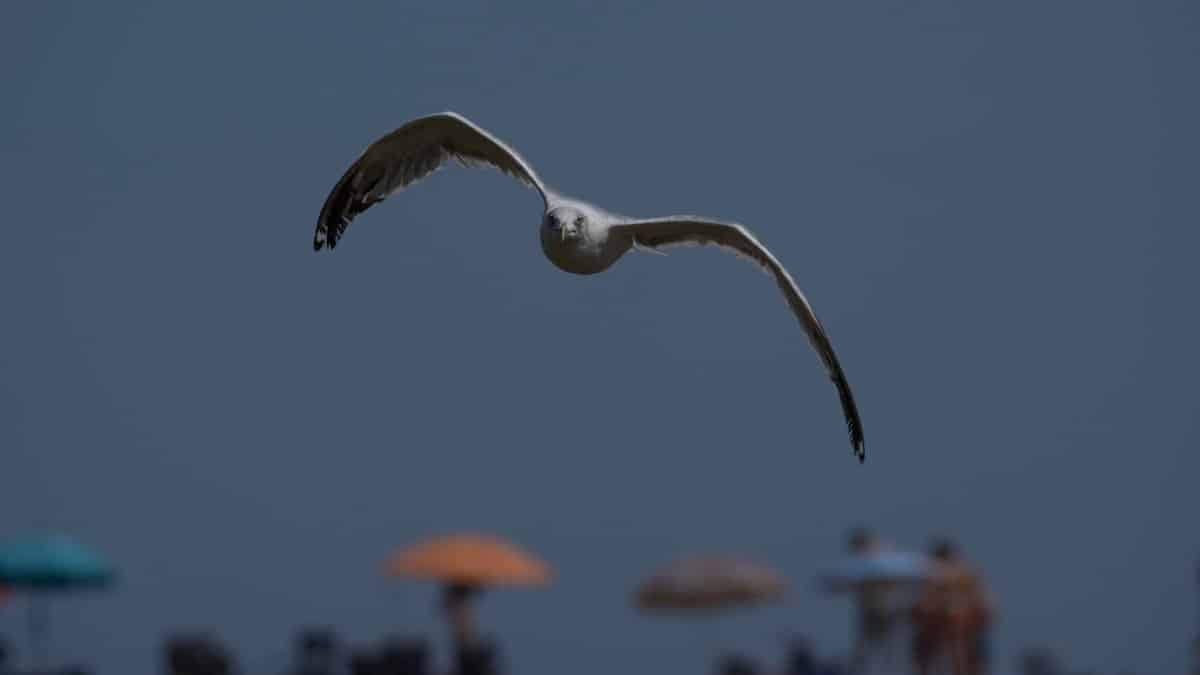 A seagull glides above a sandy beach with colorful umbrellas in the background.
