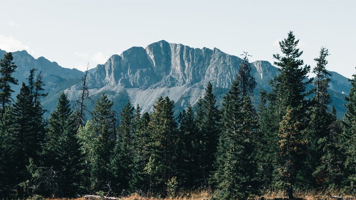 Scenic view of the Canadian Rockies amidst a dense forest of conifers, Alberta, Canada.