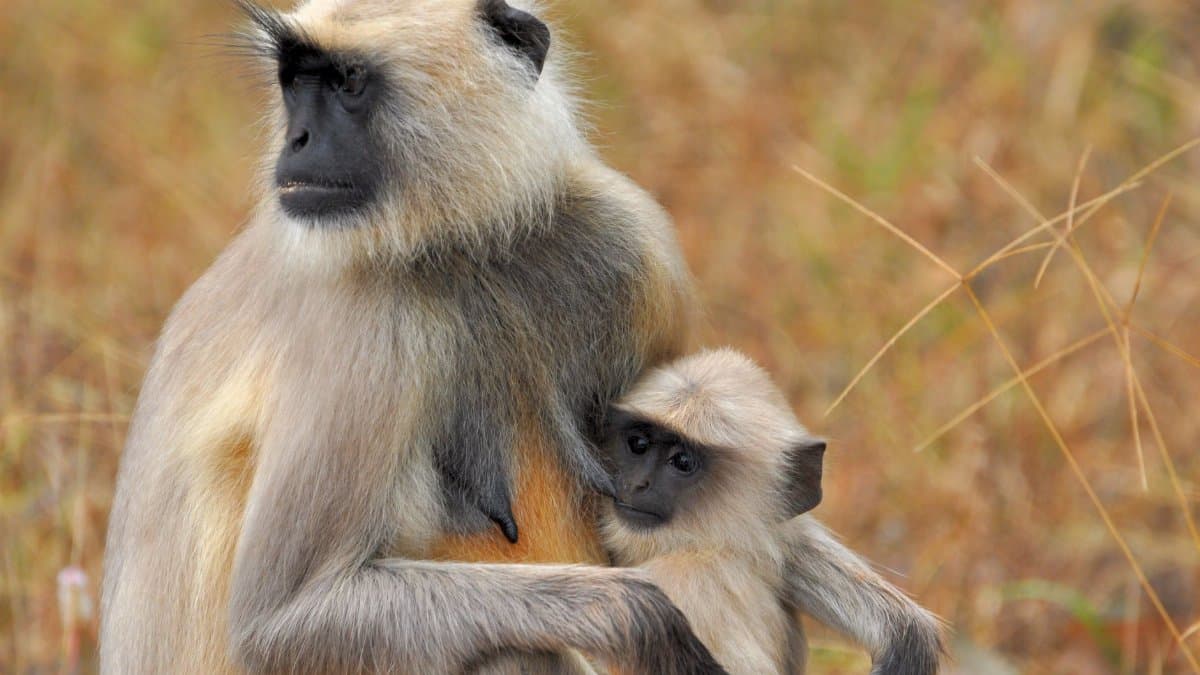 A heartwarming scene of a mother langur embracing her young in the wild.