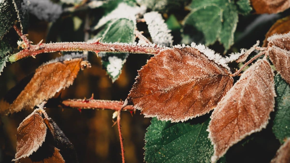 Detailed view of frost-covered autumn leaves on branches, capturing the essence of winter's arrival.