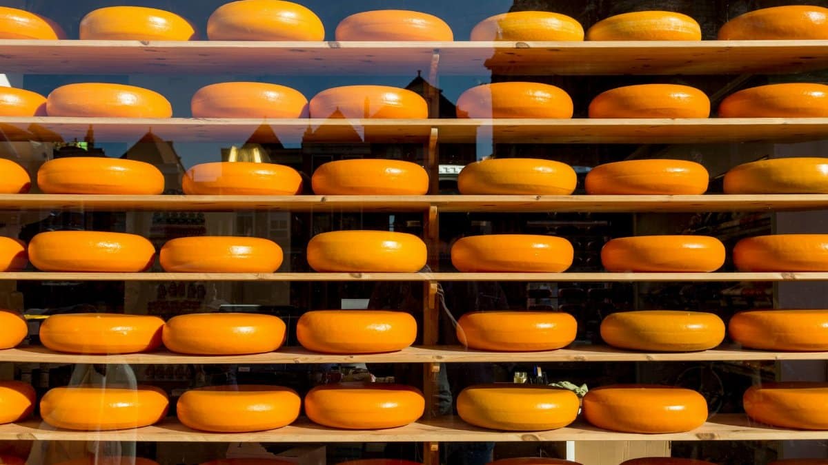 Multiple wheels of Gouda cheese displayed in a shop window with outdoor reflections.