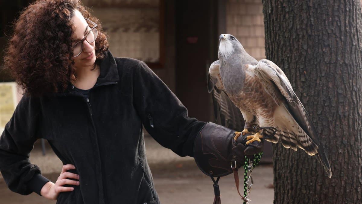 Woman with curly hair holding a falcon on a glove, engaged in falconry outdoors.