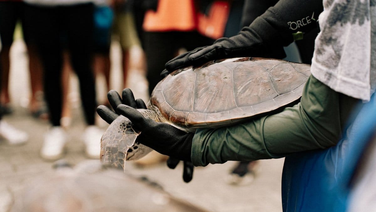 Volunteers handling a sea turtle during a conservation event outdoors.
