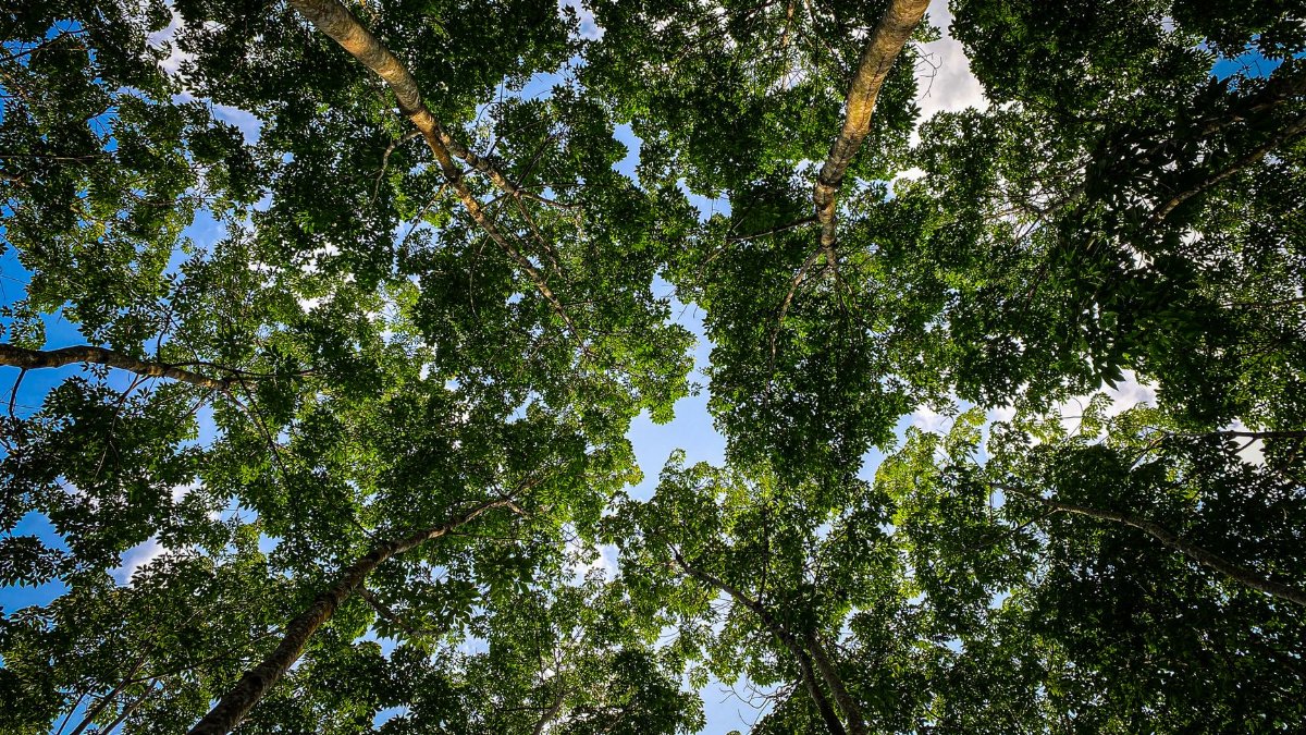 Captivating view of a lush tree canopy in Sri Lanka's vibrant forest, perfect for nature enthusiasts.
