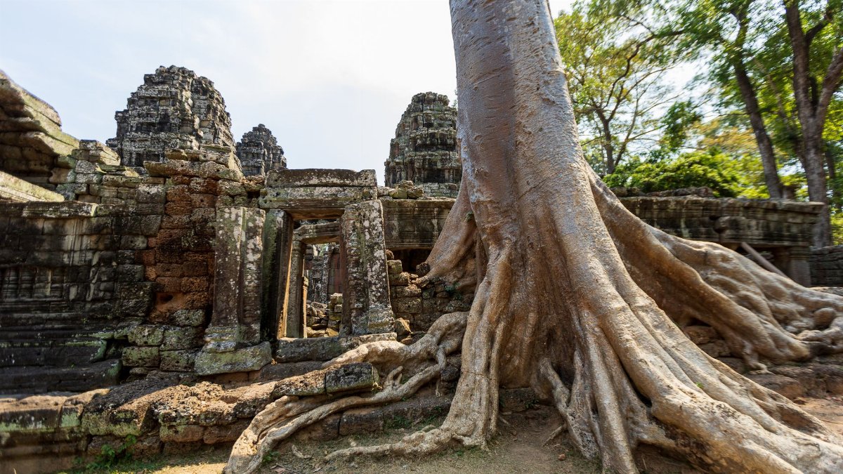 Explore the mesmerizing ruins of an ancient Cambodian temple entwined with dramatic tree roots.