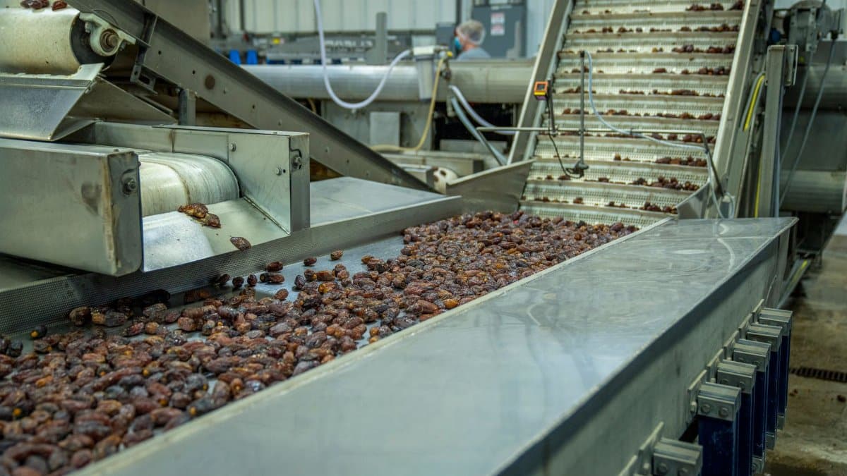 Industrial machinery sorting dates on a production line in a factory.