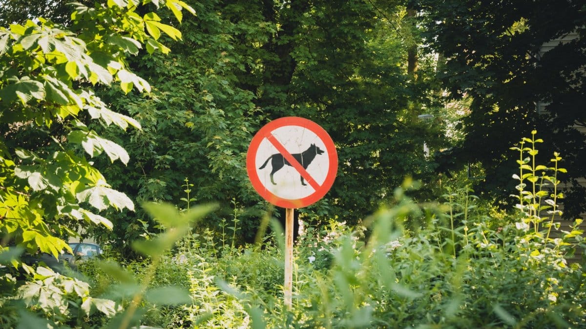 Sign prohibiting dogs surrounded by lush greenery in a sunny outdoor setting.
