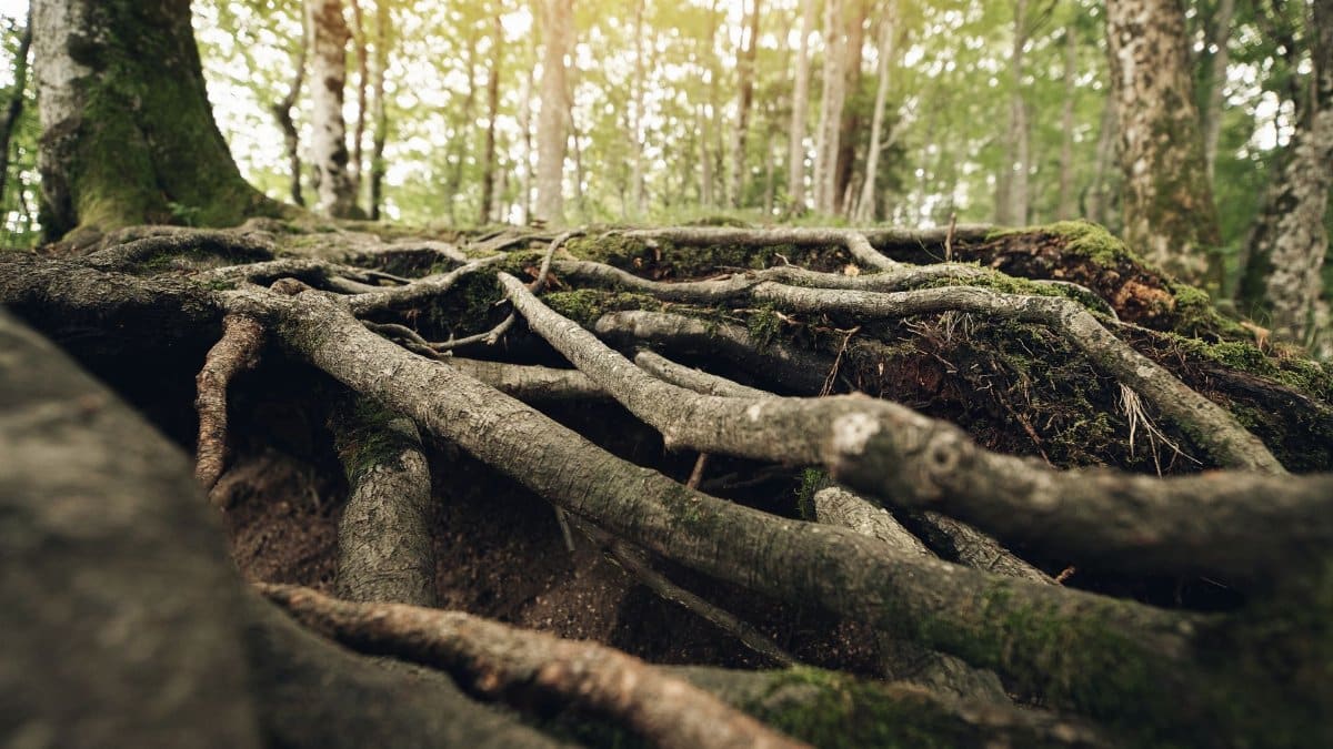 Close-up of tree roots in a sunlit forest, showcasing natural textures and greenery.