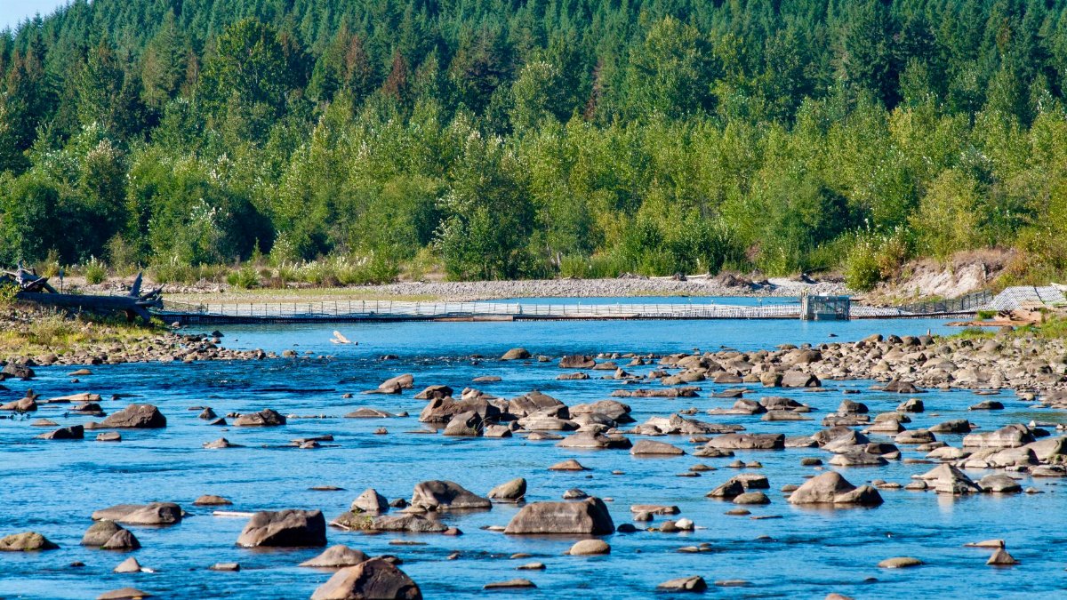 Serene river scene with rocks and lush forest backdrop, perfect for nature enthusiasts.