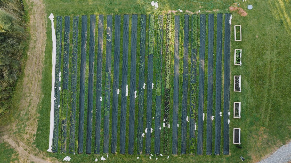 Top view of an organized plantation showcasing linear patterns in a lush green field.