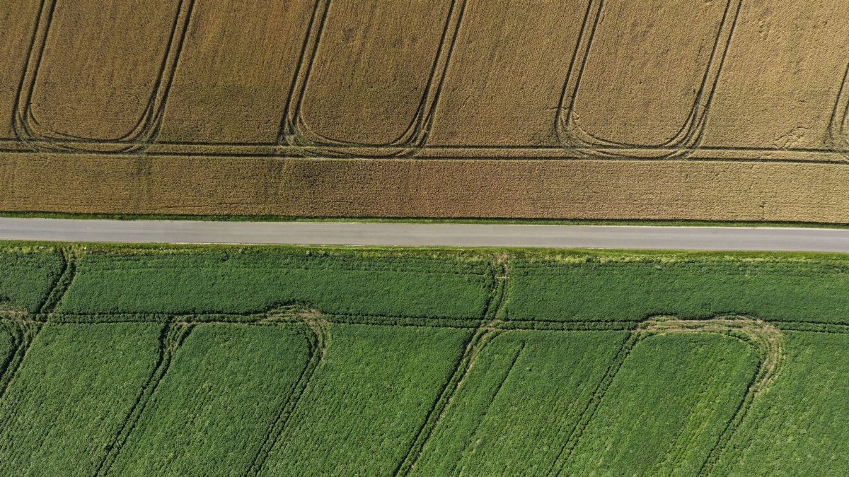 Aerial drone shot of geometric fields divided by a road in Denmark, late summer.