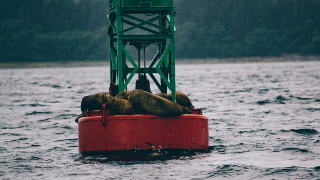 Sea lions lounging on a buoy in a misty ocean setting, providing a tranquil wildlife scene.