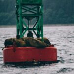 Sea lions lounging on a buoy in a misty ocean setting, providing a tranquil wildlife scene.