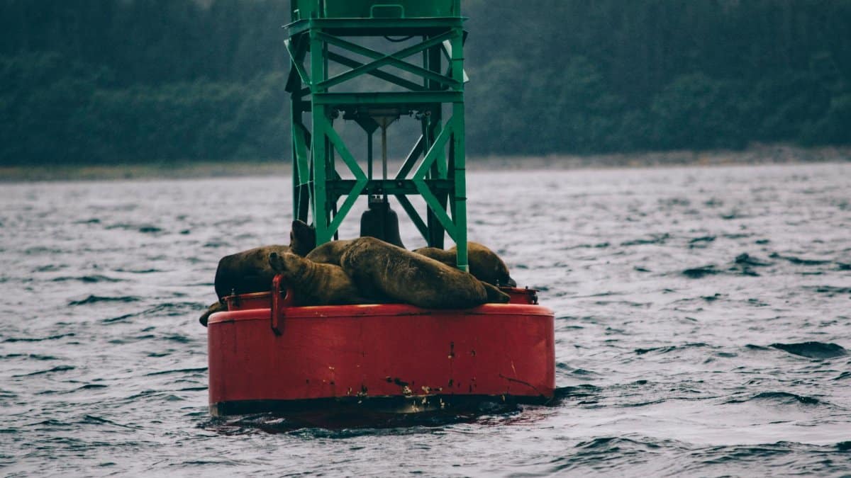 Sea lions lounging on a buoy in a misty ocean setting, providing a tranquil wildlife scene.