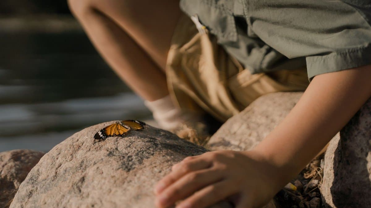 A child watches a butterfly resting on rocks by the river. A moment of connection with nature.