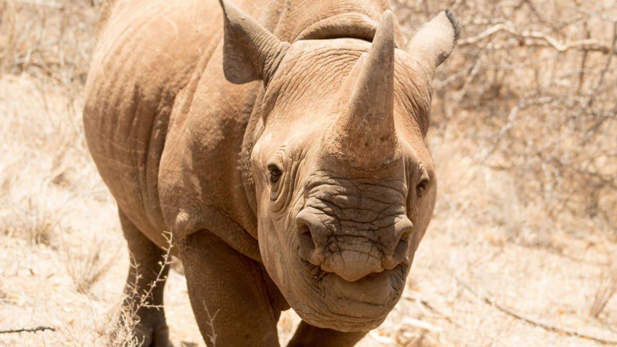 A detailed close-up of an African black rhinoceros, showcasing its horn and rugged texture in a natural setting.