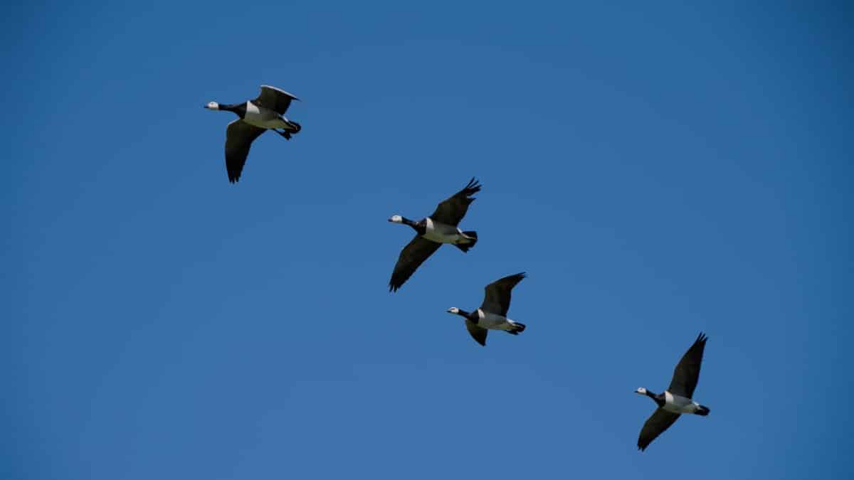 A flock of barnacle geese flying in formation against a clear blue sky, indicating migration season.