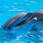 Two bottlenose dolphins enjoying a swim in clear blue waters.
