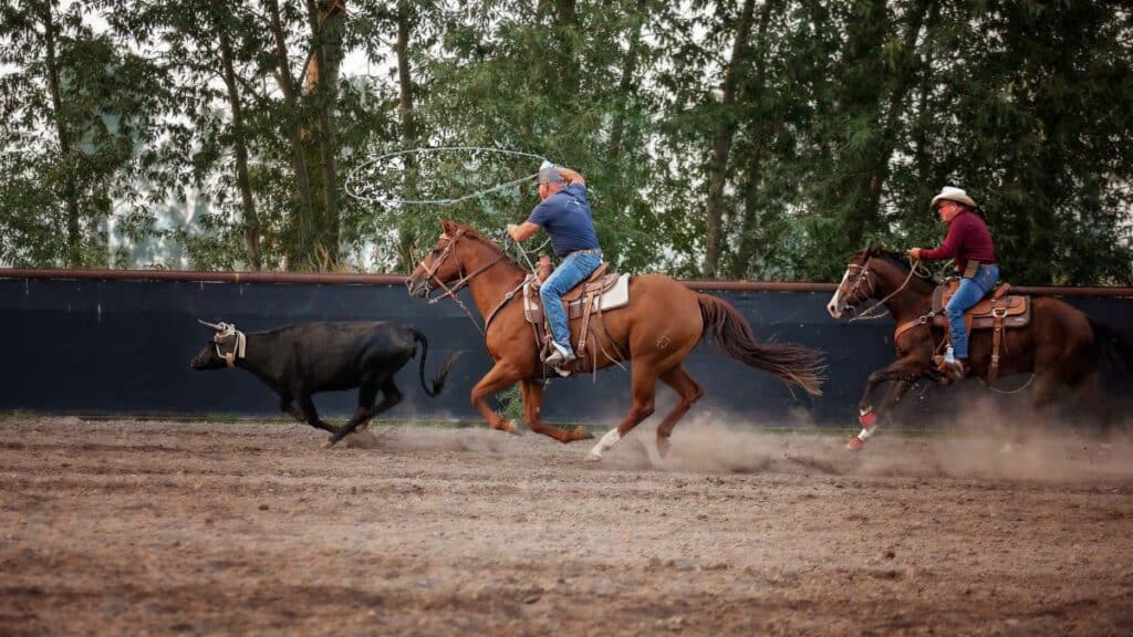 Two cowboys on horses lassoing a steer during a rodeo competition in Corvallis, MT.