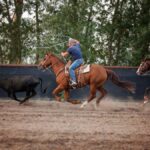 Two cowboys on horses lassoing a steer during a rodeo competition in Corvallis, MT.