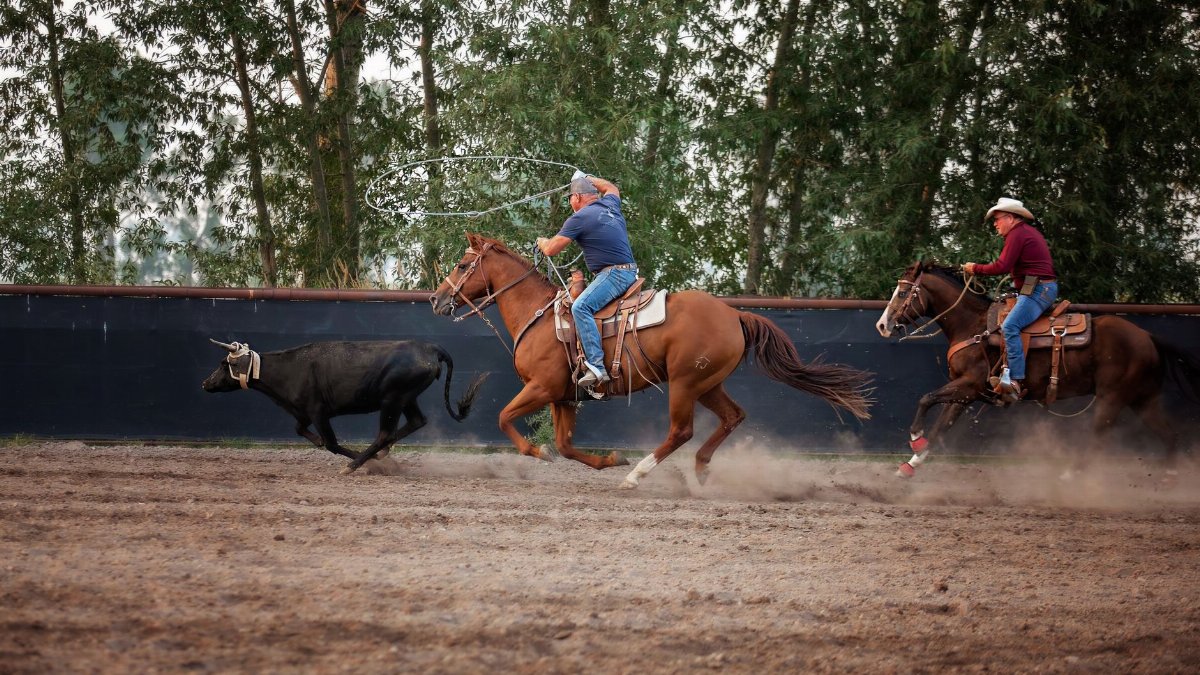 Two cowboys on horses lassoing a steer during a rodeo competition in Corvallis, MT.