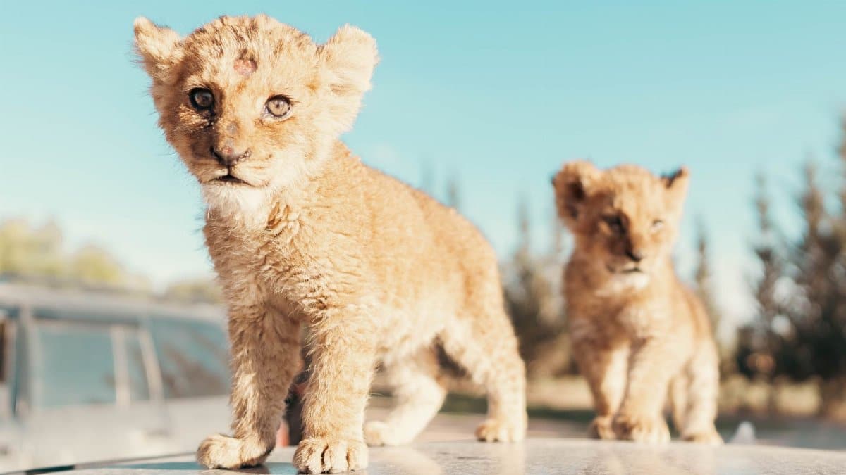 Cute baby lion cubs exploring the outdoors on a sunny day.