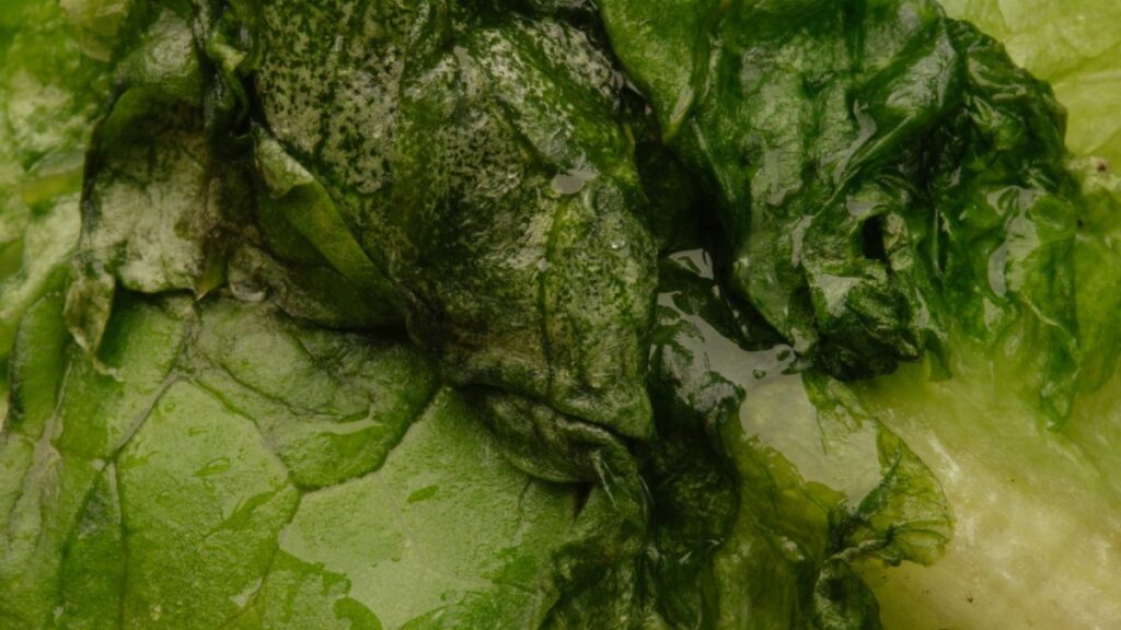 Fresh and wet green lettuce leaves captured in a detailed close-up, highlighting natural texture.