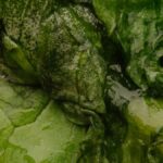 Fresh and wet green lettuce leaves captured in a detailed close-up, highlighting natural texture.