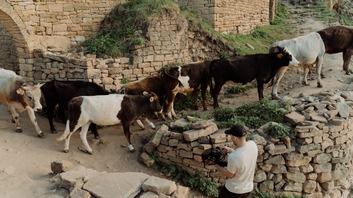 A videographer films a herd of cows on a rural stone path, capturing pastoral life.