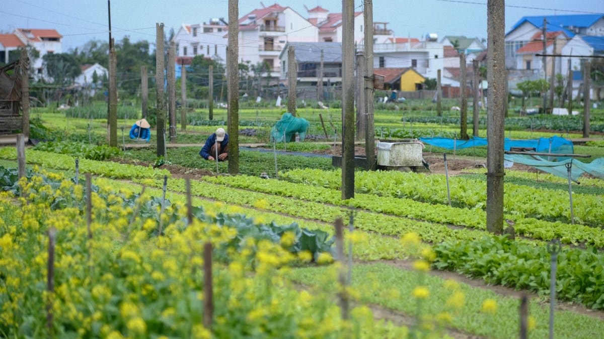 Bustling vegetable farm in Da Nang, Vietnam featuring vibrant greens and local farmer working.