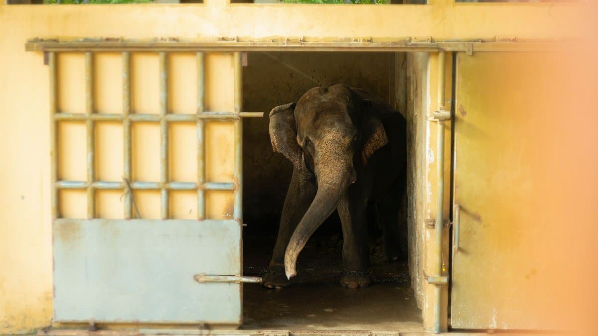 A majestic Asian elephant stands inside a zoo enclosure, viewed through the bars of its cage.