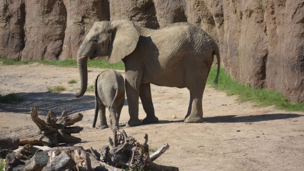 Adult and baby African elephants exploring their zoo habitat on a sunny day.