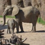 Adult and baby African elephants exploring their zoo habitat on a sunny day.