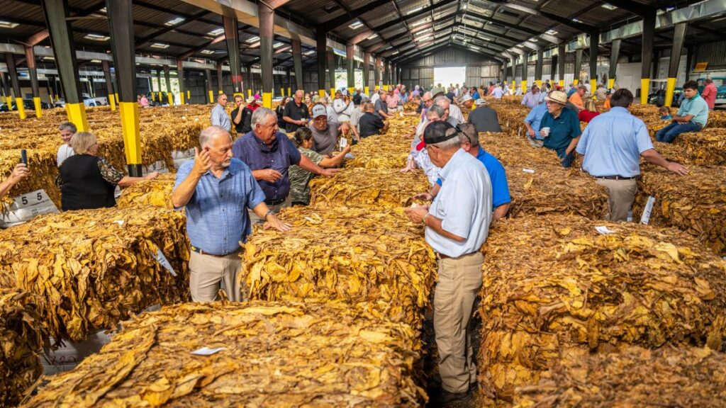 People attending a tobacco auction inside a warehouse, examining leaves and negotiating prices.