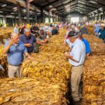 People attending a tobacco auction inside a warehouse, examining leaves and negotiating prices.