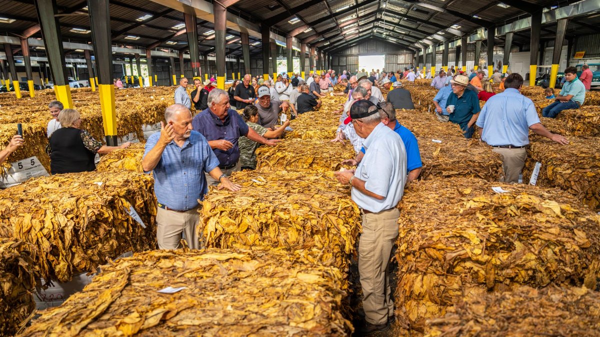 People attending a tobacco auction inside a warehouse, examining leaves and negotiating prices.