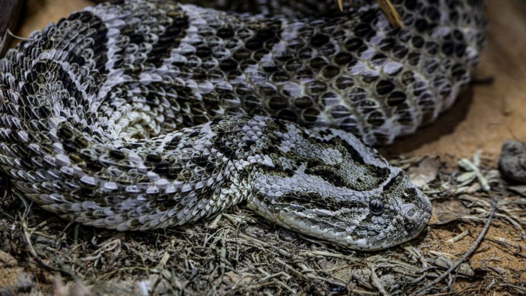 Detailed image of a coiled rattlesnake, showcasing patterns and scales in a natural outdoor setting.