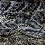 Detailed image of a coiled rattlesnake, showcasing patterns and scales in a natural outdoor setting.